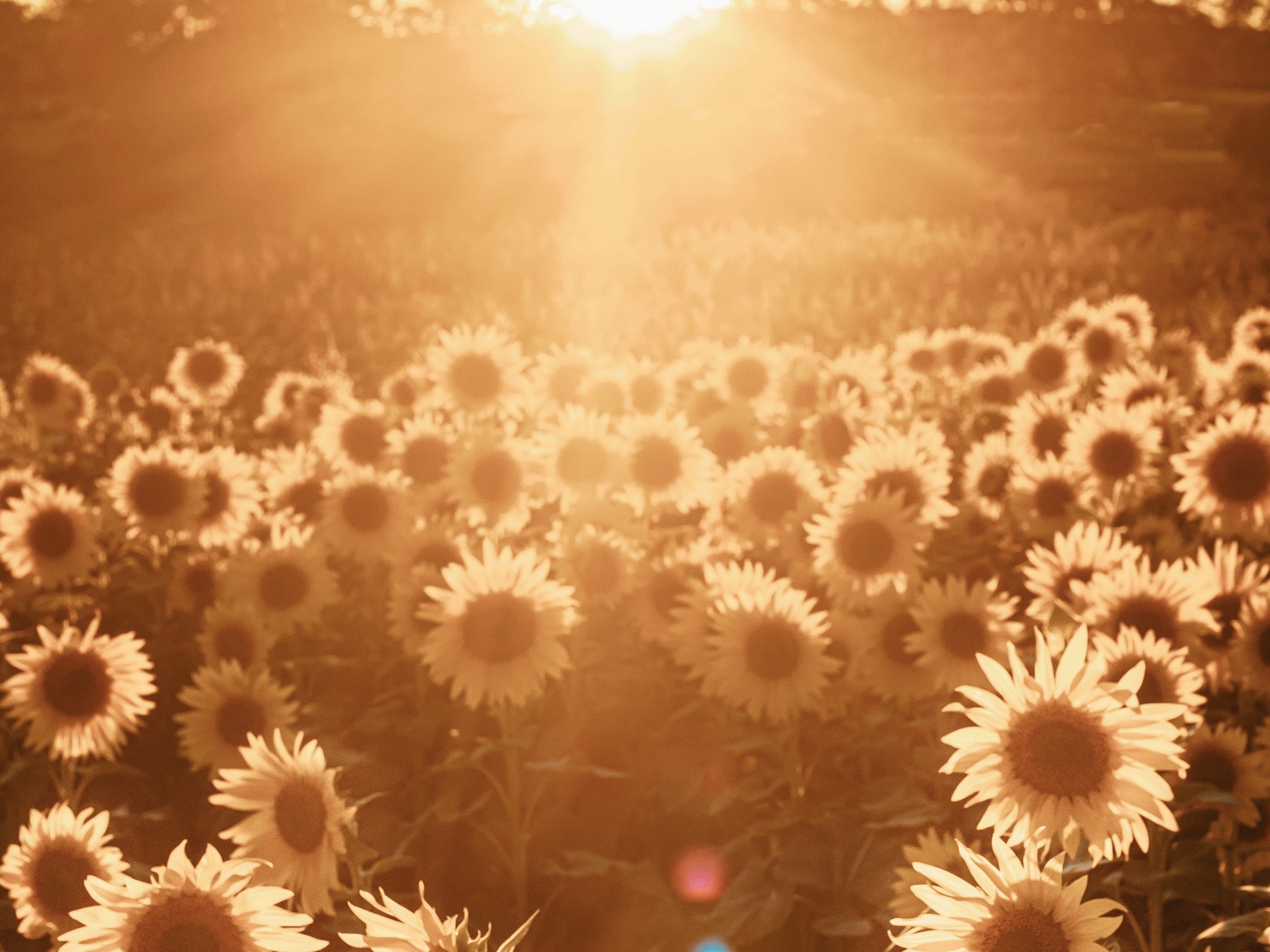 Journal Prompts for August