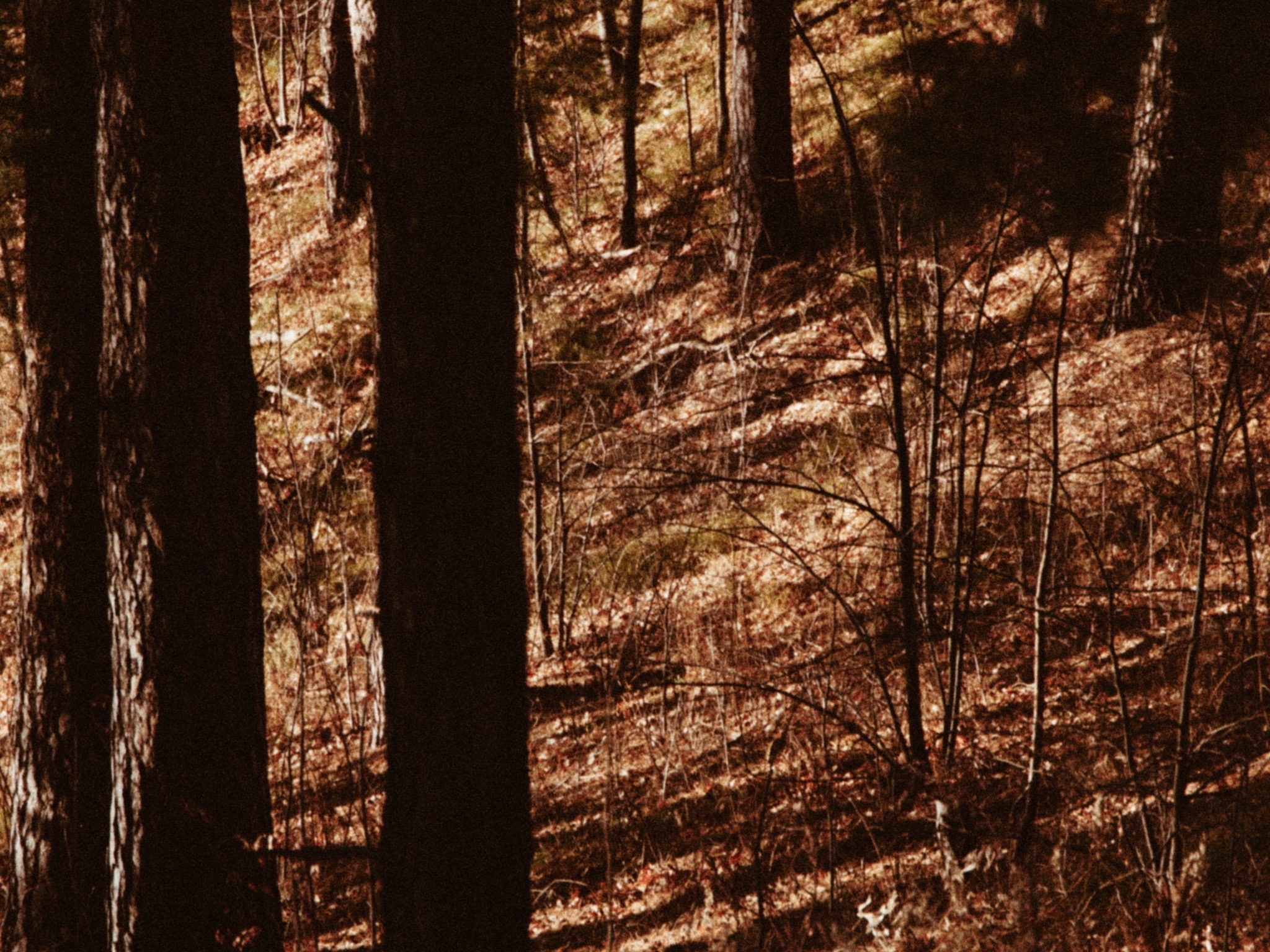 Journal Prompts for November